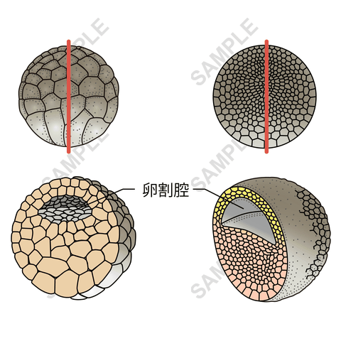 図版サンプル 51（理科）