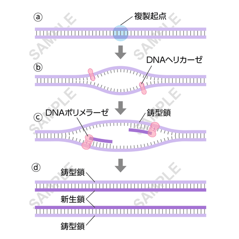 図版サンプル 74（理科）