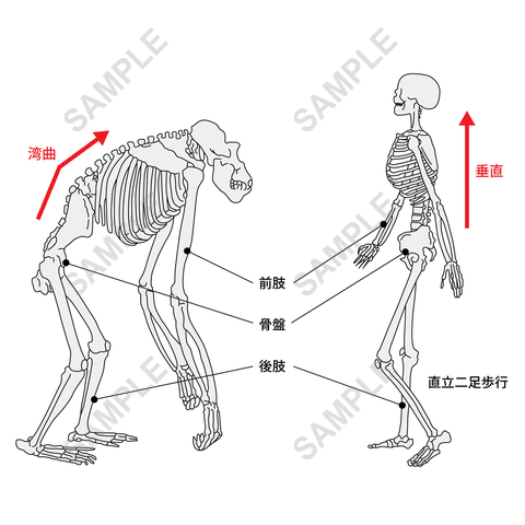 図版サンプル 97（理科）