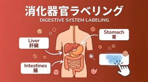 消化器官ラベリングのデジタル教材サンプル