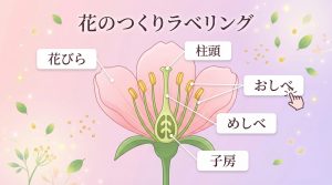 花のつくりラベリングのサンプル