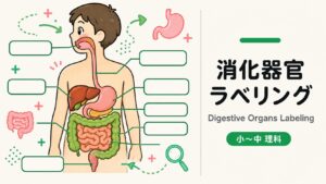 消化器官ラベリングのサンプル